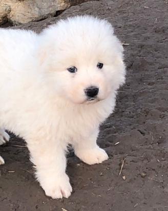 Cucciola
