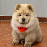 Chow chow di 3 mesi