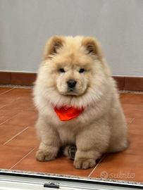 Chow chow di 3 mesi
