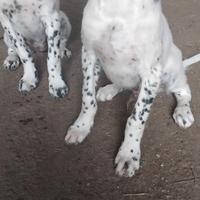 Cuccioli setter inglese