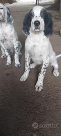 Cuccioli setter inglese
