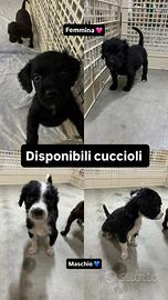Cucciolo da tartufo