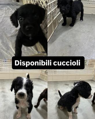 Cucciolo da tartufo