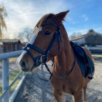 Cavallo Puledra