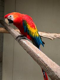 Ara macao ed altri pappagalli