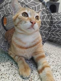 Animali da compagnia