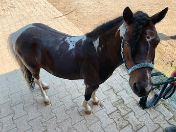 Pony da salto