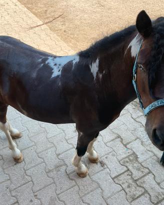 Pony da salto