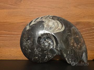 Ammonite lumaca fossile, splendida, pezzo unico
