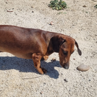 Disponibile x monta