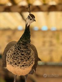 Coppia pavoni di 1 anno