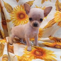 Chihuahua mini