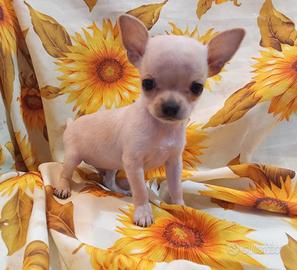 Chihuahua mini