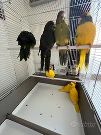 Kakariki