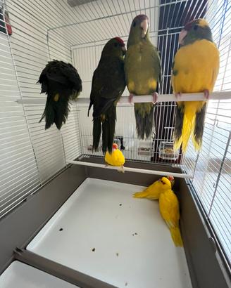 Kakariki