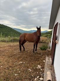 Cavallo Salernitano