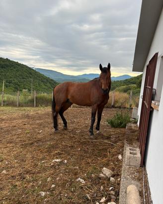 Cavallo Salernitano