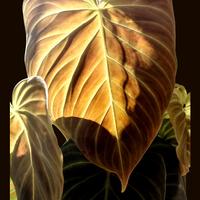 👑philodendron solendid👑