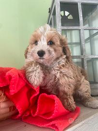 Maltipoo