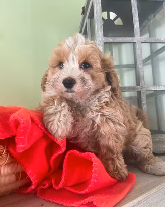 Maltipoo