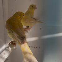 Canarini satine' giallo mosaico