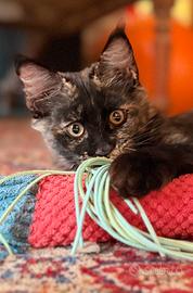 Cucciola Maine Coon - pedigree Anfi