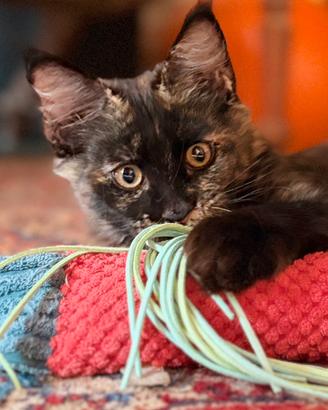 Cucciola Maine Coon - pedigree Anfi