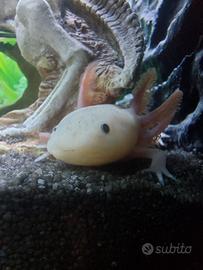 Axolotl