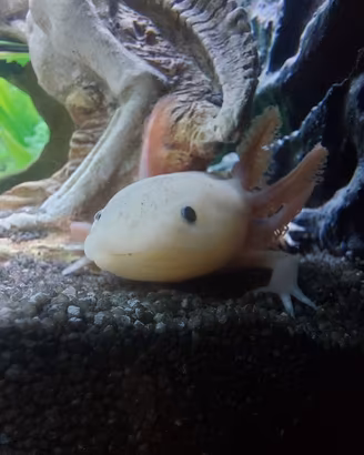 Axolotl