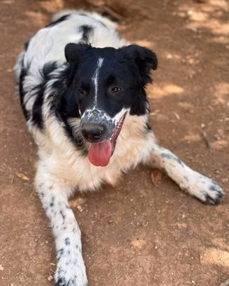 Zorro cucciolo 6 mesi