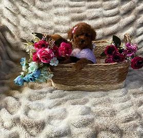 Cucciola barboncina toy red