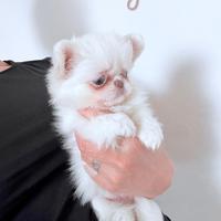 Chihuahua femmina taglia mini