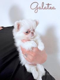 Chihuahua femmina taglia mini