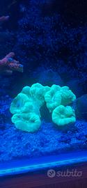 Talee coralli acquario