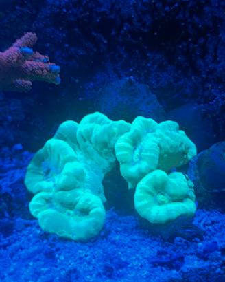 Talee coralli acquario