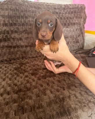 Cuccioli di bassotto cioccolato