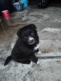 Cucciolo border collie 2 mesi