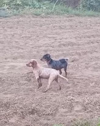Cuccioli Setter Inglesi