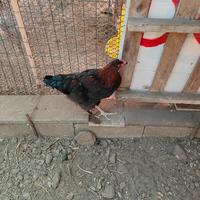 Gallo marans di 5 mesi a Vigevano