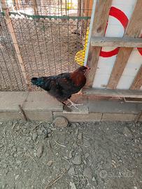 Gallo marans di 5 mesi a Vigevano