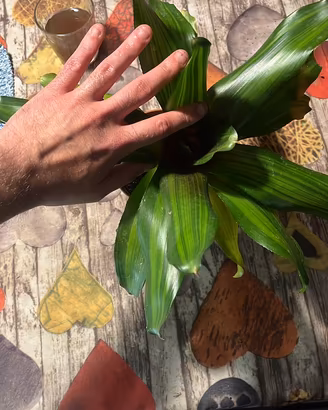 Piante per Luigi