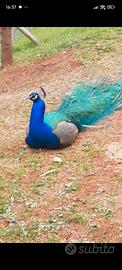 Animali