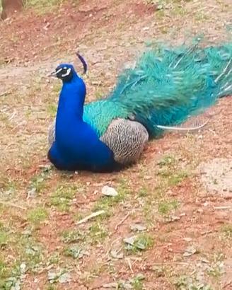 Animali