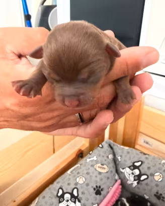 Chihuahua