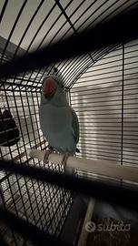 Parrocchetto dal collare