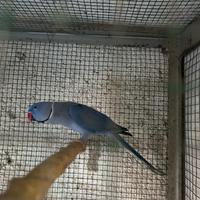 Parrocchetti dal collare