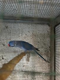 Parrocchetti dal collare