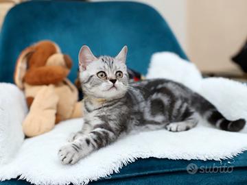 Gattino British shorthair meraviglioso scottish 