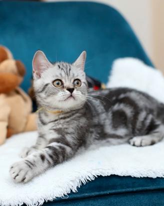 Gattino British shorthair meraviglioso scottish 