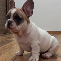 Cuccioli di Bulldog Francese